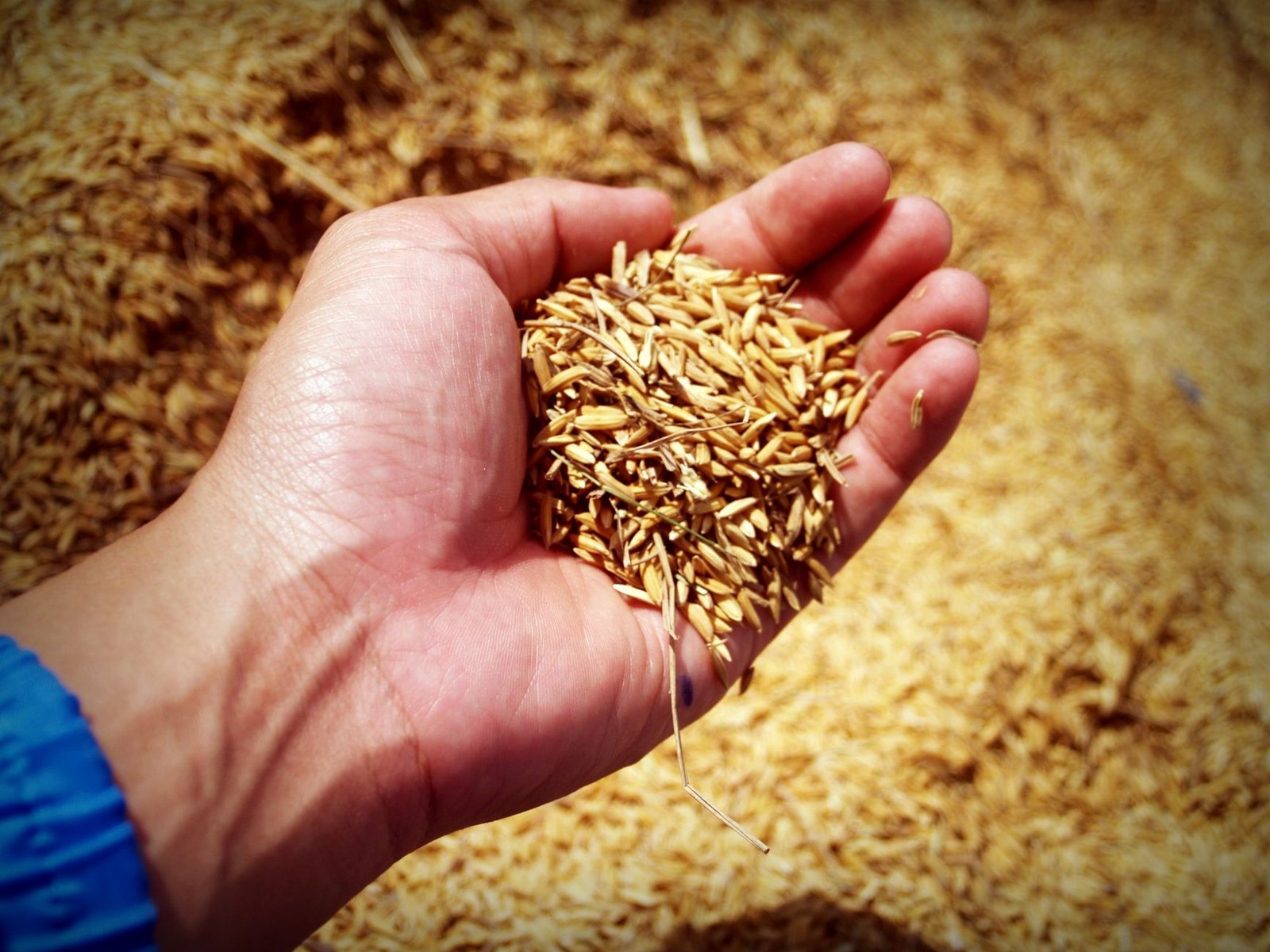 Vibhog grains