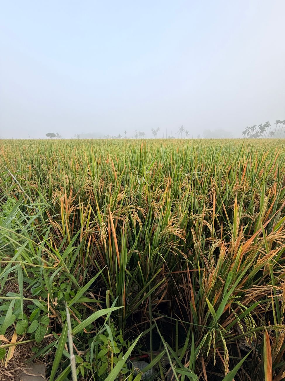 Vibhog rice fields